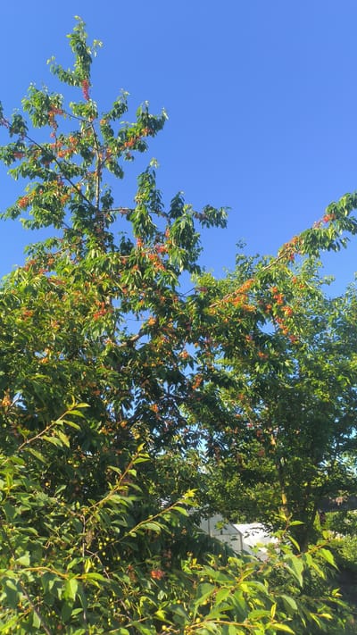This is an outdoor, full-frame, eye-level, vertical shot of a cherry tree heavily laden with unripe, yellow-orange cherries against a clear, bright blue sky. The tree is in the foreground, with its branches reaching upwards and outwards, partially obscuring a greenhouse in the background. The leaves of the cherry tree are a vibrant green. The overall scene suggests a summer day in Kapcyoŭski sel'ski Savet, Belarus, likely a rural or semi-rural setting given the presence of the greenhouse and abundance of fruit-bearing trees. There are no people visible in the image.