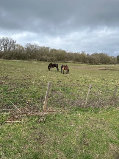 This image captures a tranquil rural scene in Dunfermline, United Kingdom, under an overcast sky. Two horses are the primary subjects, both positioned in the mid-ground of a green pasture and actively grazing with their heads down. The horse closer to the left is dark brown or black, while the one further back appears to be a lighter shade of brown or bay.
The field is predominantly covered in green grass, though closer inspection reveals areas of sparser growth, patches of dry, lighter grass, and some exposed soil, suggesting the natural condition of a well-used pasture or an early spring landscape. A simple wire fence, supported by wooden posts, runs along the right side of the frame, extending from the foreground into the distance.
In the background, a dense line of deciduous trees forms a natural boundary across the horizon. These trees are largely bare of foliage, indicating the season is likely winter or early spring. The sky above is completely filled with soft, light grey clouds, creating an evenly lit, diffused daylight setting without direct sunlight. The overall impression is one of peaceful, natural activity in a pastoral environment. No visible text is present in the image.
