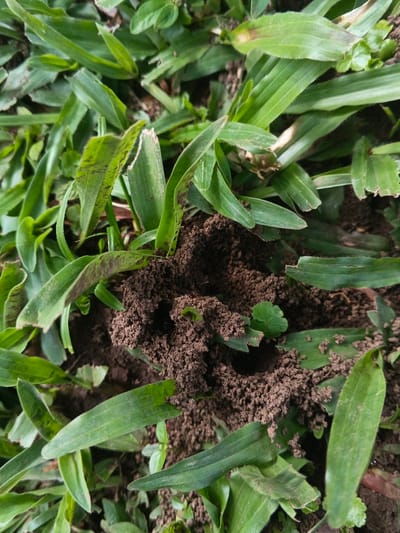 A close-up, high-angle view depicts a segment of natural ground in Tapaiteng Uesa, Bhutan. The central feature is an irregular mound of loose, dark brown, granular soil, consistent with an ant hill or worm casting, measuring approximately 10-15 cm in diameter. Multiple small orifices are visible within the disturbed soil structure, suggesting subsurface activity. Surrounding this soil mound is a dense patch of green, broad-bladed grass. Several grass blades exhibit minor brown discoloration, dark linear markings, and slight marginal tearing. Small, round-leaved green plants are interspersed among the grass, particularly adjacent to the soil mound. Fine soil particles are scattered across the surfaces of nearby grass blades. The environment is natural and outdoors, illuminated by diffuse light, producing soft shadows. No individuals, animals, or man-made objects are present in the frame.