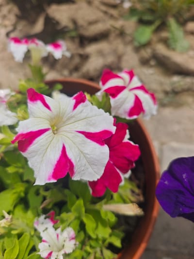 A close-up, slightly low-angle shot shows several petunia flowers in a pot, with a focus on a large, striped pink and white petunia bloom in the foreground. The flower has five broad petals, each with a white base and vibrant pink streaks radiating from the center. Its textured petals are slightly crinkled. Behind it, another similar striped petunia is partially visible, along with a deep purple petunia to the right. Green foliage fills the lower portion of the frame, interspersed with the flowers. The background consists of a blurred, sandy or earthy texture, possibly a garden path or wall, with some green elements suggesting further plants. The scene is outdoors, likely in a residential garden or park in the village of Khlevino, Russia, given the context of the request.