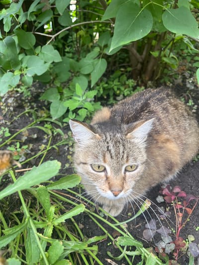 The image shows a tabby cat sitting on the ground amidst foliage and soil. The cat is looking upwards with its head slightly tilted. The background consists of green leaves and branches, suggesting an outdoor setting, likely in a garden or park. The soil is dark and appears somewhat damp. Small patches of red-leaved plants are visible near the cat. There is no indication of any specific location within the city of Сухринское, Russia.