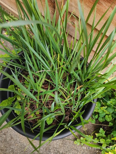 A close-up, top-down shot shows a black plastic pot filled with lush, green grass. The grass is tall and dense, with individual blades reaching upwards and outwards, some appearing slightly wilted or dried. The soil is visible beneath the grass, covered in brown leaf litter.
In the background, a wooden fence with vertical planks of varying shades of brown creates a rustic backdrop. To the right of the pot, a patch of smaller green plants with rounded leaves peeks out, suggesting an outdoor garden setting. The ground around the pot appears to be a grey concrete surface, further indicating an outdoor location.
The lighting suggests it is daytime, possibly late morning or early afternoon, given the soft shadows. There are no people or animals visible in the frame. The scene is tranquil and focuses solely on the plant life and its immediate surroundings.
Visible text in the bottom right corner reads "18.06.2026 12:55". This indicates the date and time the image was captured. The location context is Northampton, United Kingdom.