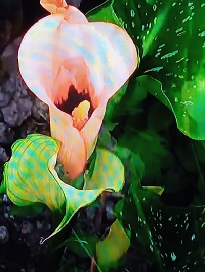 The image shows a close-up of a calla lily flower, with a pale orange spathe and a yellow spadix. The flower is surrounded by green leaves, some of which are speckled with white. The background is dark and out of focus, suggesting the photo was taken in low light conditions or with a shallow depth of field. There are no people, objects, or actions depicted in the image that would indicate a specific location in Chachersk, Belarus, or any other city. The image is purely botanical.