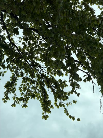 Looking up into the canopy of a tree, most likely a beech, against a dull, overcast sky. The leaves are a medium green, some appearing to have a slight variegated edge. The location is Pity Me, United Kingdom.
