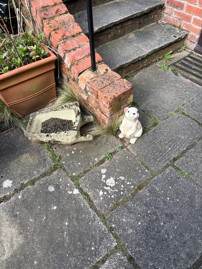 The image captures an outdoor scene in Pulverbatch, United Kingdom, showcasing a combination of architectural and decorative elements. The scene is defined by paving stones, exhibiting weathering and moss growth in the joints. Adjacent to the paving is a set of brick steps, with a partial view of a black metal railing. A ceramic rabbit figurine, decorated with floral patterns, sits on the paving. A broken or repurposed stone planter sits nearby, containing soil and some sparse vegetation. A terracotta-colored flowerpot is partially visible at the edge of the image, with green leafy plants emerging from it. The overall impression is one of a well-worn but cared-for outdoor space.