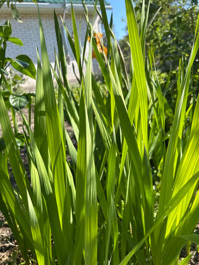 The image is a close-up, vertically oriented shot of vibrant green grass blades catching the sunlight. The blades are long and slender, with prominent parallel veins that are highlighted by the strong light. Some blades are sharply in focus, while others are softened by the depth of field, creating a sense of lushness and movement. Shadows from the grass blades are cast across each other, adding depth and texture to the scene.
In the background, hints of a garden setting are visible. Out-of-focus green foliage suggests trees or bushes, and a patch of blue sky can be seen peeking through. Towards the left side of the frame, a small section of a building with a light-colored, textured wall is visible, along with a few green leaves from a smaller plant. There's also a blurry orange shape in the mid-left background, the identity of which is unclear.
The bright sunlight and the clarity of the green suggest it is a sunny day, likely during the daytime. The overall impression is one of natural beauty and the vitality of plant life. No text is visible in the image. The scene appears to be set outdoors in a garden or yard.