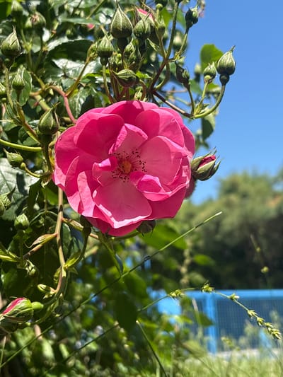 The image shows a pink rose in full bloom, surrounded by numerous green rose buds and foliage. The background features a clear blue sky and partial views of trees and what appears to be a blue structure in the distance. The location is suggested to be Polje, Montenegro. The rose appears healthy and vibrant, illuminated by sunlight. No people are visible.