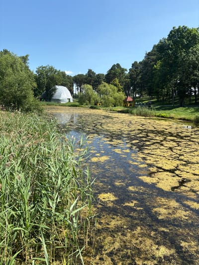 The image depicts a serene natural scene, likely within the city of Pastavy, Belarus, characterized by a pond covered with green algae and surrounded by lush vegetation. In the background, a domed, silver-colored structure stands against a clear blue sky, suggesting a possible botanical garden or exhibition space. To the right, a small, red-roofed pavilion is visible amidst the trees, hinting at a recreational area. The foreground is dominated by tall, green reeds growing along the edge of the pond. The overall impression is one of tranquility and natural beauty, with the man-made structures blending harmoniously with the environment.