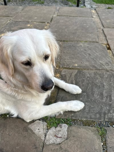 A light-colored Golden Retriever, or similar breed, is depicted lying on a paved outdoor surface in Brentwood, United Kingdom. The dog is positioned with its head slightly raised and turned towards the right, its front paws extended forward. It possesses cream-colored fur, dark eyes, and a dark nose. A dark collar is partially visible around its neck. The ground consists of large, irregularly shaped dark grey paving stones, with sparse green vegetation and gravel filling the gaps. A reddish-brown worm is present on a paving stone in the lower-left section of the image.