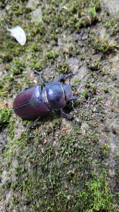 An adult female stag beetle, with dark iridescent elytra, is positioned on a moss-covered surface. The beetle is facing towards the right of the frame, with its antennae and legs visible. A small, white petal is located in the upper left portion of the image. The background consists of a textured, uneven surface covered in varying shades of green moss. The scene is outdoors and appears to be in a natural, damp environment.