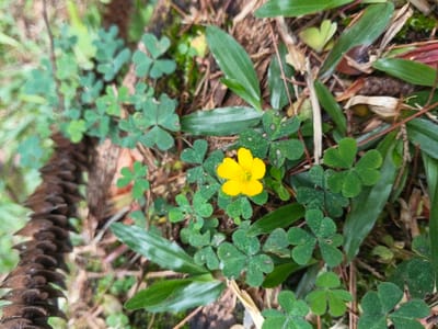 The image shows a close-up view of ground vegetation with a single yellow flower in bloom. The dominant plants are clover-like with three-leaf structures, intermixed with blades of grass. A pinecone stretches along the left side of the frame. The ground cover includes fallen pine needles and decaying plant matter.