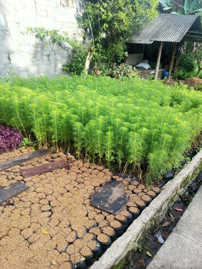 This image captures an outdoor plant nursery or cultivation area, likely in Yusipang, Bhutan. The central focus is a dense field of small, bright green plants, possibly a variety of asparagus fern or a similar fine-leafed species, which appear to be in an early stage of growth. These plants occupy the majority of the midground and foreground, creating a lush, verdant expanse.
In the immediate foreground, a patterned area of ground is covered with numerous small black poly bags, each filled with a light brown, granular substrate, most likely rice hulls. Several rustic wooden planks are laid across this area, serving as stepping stones or a temporary pathway. More of these filled poly bags are arranged along the right side, bordering a narrow concrete ditch or path.
The background features a simple, open-sided shed or shelter with a corrugated metal roof, nestled among taller trees and lush foliage. To the left, a light-colored concrete block wall defines a boundary, partially covered by climbing greenery.
The scene is brightly lit, suggesting daytime, with soft shadows indicating either an overcast day or early morning/late afternoon. The overall impression is one of active cultivation and propagation. No people are visible, and there is no discernible text within the image.