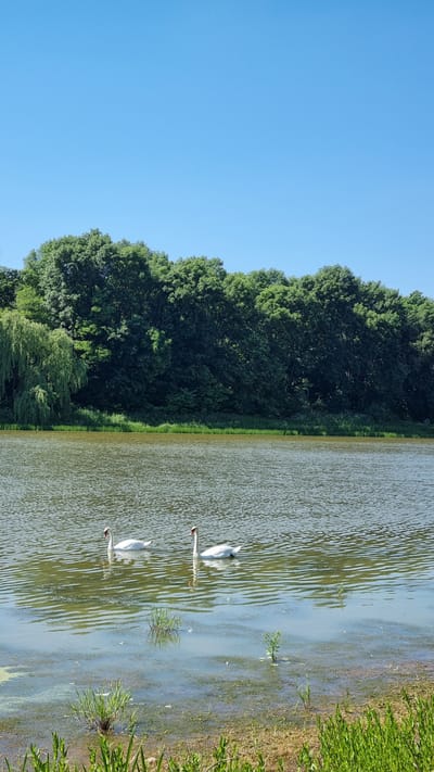 The image captures a serene natural landscape with a clear blue sky. In the foreground, a body of water stretches across the frame, its surface rippled and reflecting the sunlight. Two white swans are gracefully swimming on the water, their elegant forms a stark contrast to the muted tones of the lake. The shore of the lake is lined with green vegetation, with some patches of dry grass and soil visible. In the background, a dense line of lush green trees forms a natural barrier, creating a sense of depth and seclusion. The overall impression is one of tranquility and natural beauty, indicative of a peaceful natural environment. The provided location, Kholodnianske, Ukraine, suggests this scene is situated in a rural or park-like setting within that region.