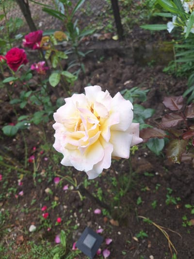 A single, light-colored rose, likely pale yellow with hints of pink, is the central subject of this image. The rose appears to be in full bloom, with delicate, layered petals that are slightly damp, suggesting recent rain or dew. Small water droplets are visible on the petals. The rose is surrounded by a garden environment. In the background, out of focus, are other rose bushes with darker red blooms, green foliage, and dark, loamy soil. Scattered on the ground are fallen rose petals, some red and some pink. To the right of the main rose, a branch with dark, reddish-brown leaves is visible. In the lower right corner, a small, dark, square object, possibly a solar garden light, is partially visible. The overall impression is that of a close-up, detailed photograph of a rose in a garden setting, with the location being Zeda Sazano, Georgia. There are no people or animals present in the image.