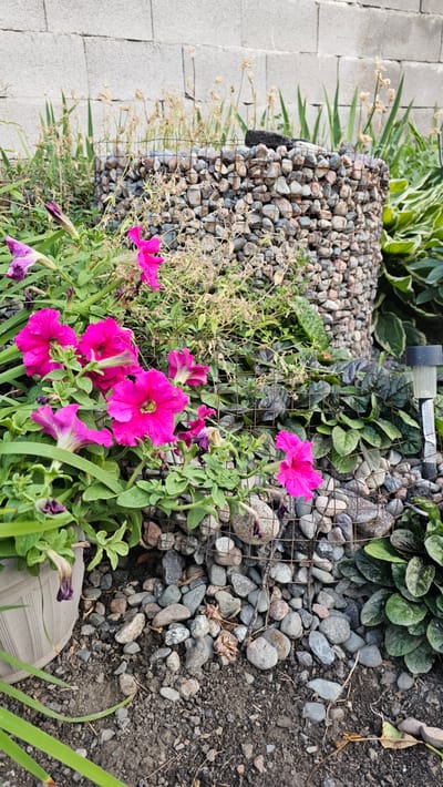 The image shows a close-up, overhead view of a garden bed featuring bright pink petunias and other greenery. The flowers are the primary subject, with several fully bloomed and some budding. They are growing amidst dense green foliage and dry, wispy plants. A gabion wall, filled with various gray and brown stones, forms a textured background and border on the left side of the frame. To the left of the gabion wall, a paved pathway made of light gray rectangular stones is visible. The ground on the right side of the image is dark soil mixed with small stones. A portion of a gray shoe or boot is visible in the bottom right corner, suggesting a person is present, though not fully in frame. The lighting suggests it is daytime, with bright sunlight casting shadows. No specific weather conditions are apparent. The overall scene depicts a well-maintained garden area. There is some faint, illegible text on a black cylindrical object in the upper middle of the image, partially obscured by greenery.