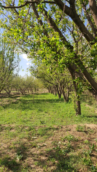 The image depicts a scene in an orchard located in Qila Saifullah, Pakistan. Rows of trees with light green leaves line the landscape, their branches meeting overhead to create a canopy. The ground is covered in green grass and patches of brown soil. The sky is visible through the trees, revealing patches of blue and white clouds.