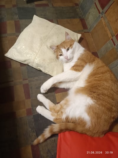 A ginger and white cat is lying on a textured, light-colored pillow, resting on a multi-colored tiled floor. The cat is positioned on its left side, with its head turned towards the camera. Its eyes are partially closed, and its paws are crossed in front of its body. The pillow is placed on the floor, with one corner of a red fabric visible in the lower right corner of the image. The timestamp "21.06.2026 20:19" is overlaid on the bottom right of the image. The environment appears to be indoors, likely a residential setting, given the presence of a pillow and a floor covering. There are no people visible in the image.
