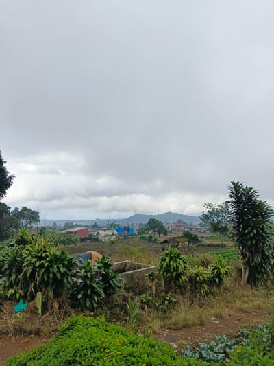 The image displays an outdoor scene in Bien Hoa, Vietnam, under a uniformly overcast sky. The foreground consists of a dirt path leading into a densely vegetated area, featuring patches of vibrant green ground cover with small yellow flowers on the left and larger leafy green plants (possibly brassicas) on the right. Several large, bushy tropical plants with broad, dark green leaves are prominent, positioned around a rectangular concrete structure, which may be a planter or water basin. A dark tarp is partially visible behind this structure, and a light blue plastic bag rests on the ground to the far left. The midground reveals an agricultural landscape with cultivated fields showing distinct crop rows, intermingled with trees and a small, open-sided shelter with a dark roof. Further in the background, a residential area with multiple houses of varying colors and roof types is visible. Distant hills or mountains, partially obscured by atmospheric haze, form the horizon, with a communication tower discernable on one of the peaks. No individuals or specific interactions are observed.