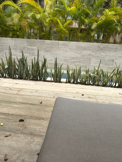 This is an outdoor scene featuring a tiled patio with various plants in Mérida, Mexico. A patch of palms is to the left of a light grey tile wall. Snake plants border the wall along the patio edge. A grey chaise lounge is on the right side of the image. There are leaves scattered on the patio tiles.
