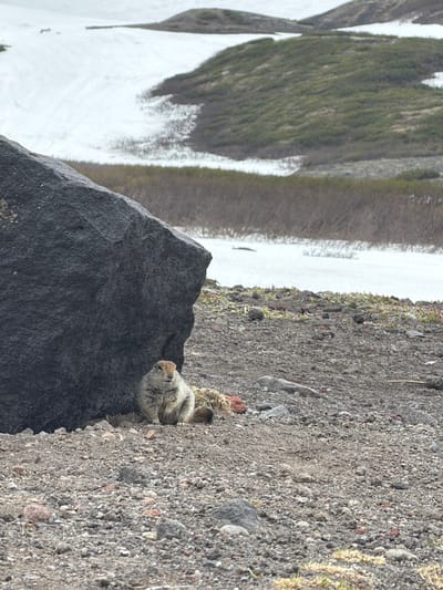 The image depicts a ground squirrel sitting near a large dark rock in a rocky, sparsely vegetated terrain. In the background, there are slopes covered in patchy snow and vegetation, suggesting an alpine or volcanic environment. The specific location within Petropavlovsk-Kamchatskiy, Russia, is not identifiable from the visual cues in the image alone. The ground squirrel is the primary subject, appearing alert and facing towards the camera. The scene is natural and undisturbed.