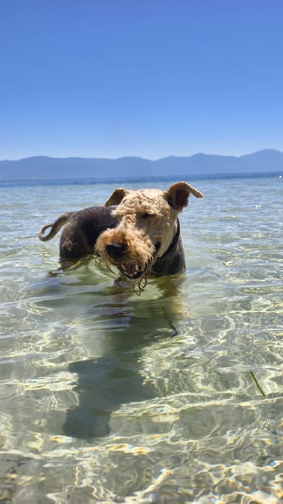 An Airedale Terrier stands in shallow, clear water near a beach, with its head lowered and snout wet. The dog has tan fur on its face and ears and dark fur on its body. The water reflects the sunlight, creating ripples and patterns on the sandy bottom. In the background, a calm sea meets a distant, hazy mountain range under a bright blue sky. The location is the coast of Kuşadası, Turkey.