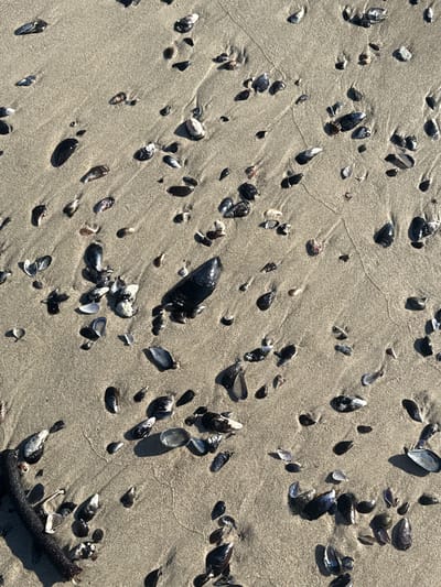 The image depicts a section of beach in Hout Bay, South Africa. The sand is light brown and damp, with the texture of fine grains. Scattered across the sand are numerous mussel shells, both whole and broken. The shells exhibit a range of colors, including dark blue, black, and white. A piece of dark wood or debris is visible in the lower right corner. The scene suggests a recent tide has deposited the shells and debris on the sand. There are no people visible in the scene.