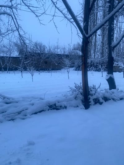 A winter scene features a snow-covered landscape. Leafless trees and branches covered in snow are prominent in the foreground and across the scene. A wooden structure intersects the view. In the background, a building or structure is visible through the trees, also covered in snow. The entire landscape is bathed in soft, blue-tinged light, indicative of a cold, overcast day.