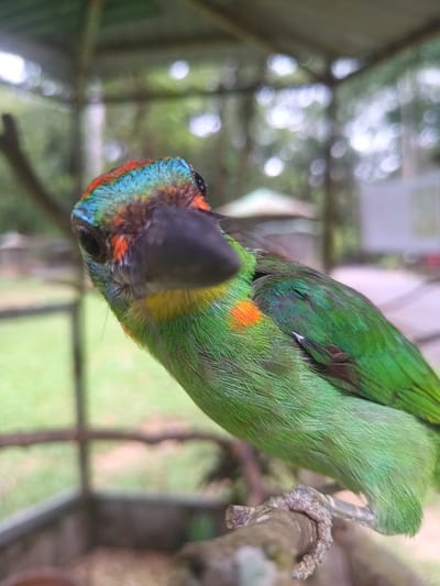 A close-up shot of a brightly colored bird perches on a branch. The bird has vibrant green feathers on its body, a yellow patch on its neck, an orange spot on its breast, and a multicolored head with blue, red, and orange feathers. Its beak is black. The bird appears to be in an outdoor setting, possibly a park or garden in Takdat, Thailand, based on provided location. In the background, there are blurred trees and structures that appear to be part of a bird enclosure or habitat.