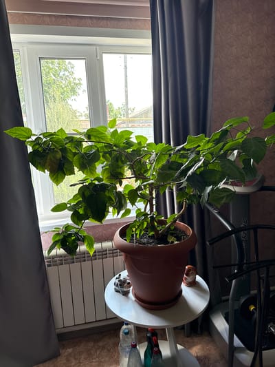 An indoor hibiscus plant sits in a brown pot on a white circular table. The plant has many green leaves and a brown trunk. The table also has a small tiger figurine on it. Behind the plant is a white window with vertical blinds and a white radiator. The room is decorated with patterned wallpaper and dark gray curtains. To the right of the plant is exercise equipment. The scene appears to be a domestic setting.