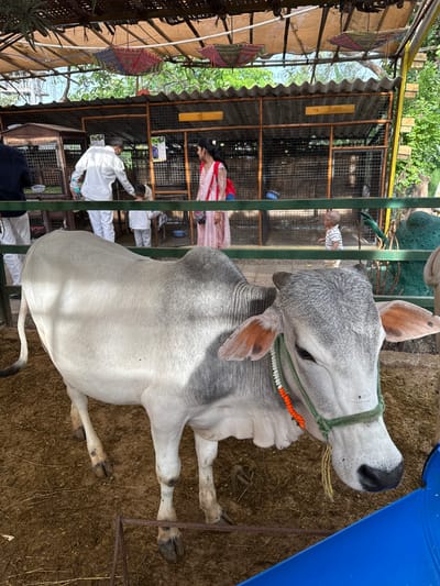 The image depicts a grey-and-white cow with a halter and decorative neckband in an enclosure, likely located in Nashik, India. The cow is lying down on a dirt and hay ground. People are visible in the background within a caged structure. The location appears to be partially outdoors, with a corrugated metal roof covering part of the enclosure. There is also foliage visible in the background. A blue object is visible at the top right of the frame.