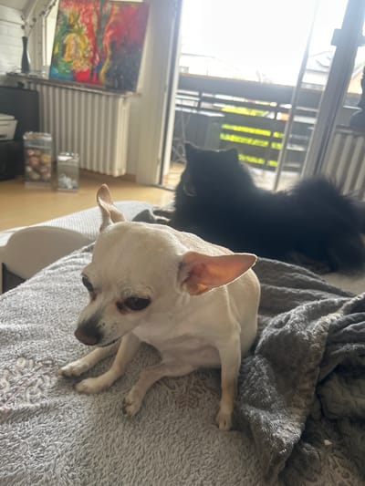 Two dogs, one small and white, and one larger and black, are resting on a soft, grey, fuzzy blanket. The white dog is in the foreground, lying down and looking towards the viewer with its head tilted. Its ears are perked up. The black dog is behind and to the left of the white dog, its body mostly obscured by the white dog and the blanket. Its tail is visible, fluffy and black. The dogs appear calm and relaxed.
Behind the dogs, a window with blinds is visible, letting in bright light, suggesting it is daytime. Greenery can be seen outside the window. To the left of the dogs, a painting with vibrant colors, including red, yellow, and blue, is propped against a white radiator. Further to the left, there are shelves with various objects, including what appear to be decorative items in clear containers. The overall scene is indoors, likely a living room, with a comfortable and casual atmosphere.