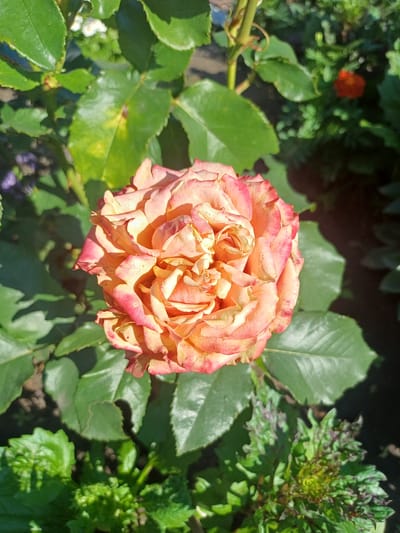 A close-up, top-down shot captures a blooming rose, its petals a gradient of peach and pink, layered densely in the center. The rose is surrounded by lush green foliage, with some leaves showing signs of light yellowing. In the background, darker green leaves and a hint of a red flower are visible, suggesting a garden setting in Trypillia, Ukraine. The lighting indicates it is daytime, with sunlight casting shadows across the leaves.