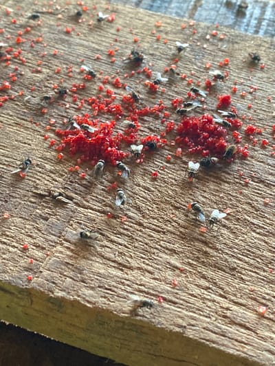 In Buketdalam, Indonesia, a close-up view reveals a rough wooden surface covered in a scattering of small, red, crystal-like particles and numerous dead or dying flies. The flies, varying in size, are positioned on and around the red particles. Some flies appear to be entangled with the red material, while others are scattered across the wood. The wooden surface exhibits a coarse texture with visible grain and appears weathered. The lighting suggests an outdoor environment.