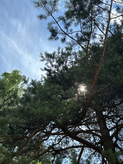 This is a low-angle, full-shot photograph looking up through the branches and needles of a pine tree. The scene is set outdoors, with a bright blue sky visible through the canopy. Wispy white clouds streak across the sky, suggesting a clear, possibly breezy day. Sunlight filters through the dense foliage, creating a dappled effect and a bright lens flare in the upper center of the image.

The primary subjects are the pine tree branches and needles, which dominate the frame. The branches are thick and woody, with rough, textured bark. The needles are dark green and form a dense, lush canopy. In the lower right corner, the edge of another tree with lighter green foliage is visible, possibly deciduous.

No people or specific objects are identifiable. The activity taking place is simply the natural growth and presence of the trees under the sky.

Notable details include the direct sunlight, indicating it is likely daytime, possibly late morning or early afternoon given the brightness. The location cues are the type of pine tree, which is common in regions like Lukovnya, Russia. The overall mood evoked is one of nature, tranquility, and the simple beauty of a forest canopy. There is no visible text in the image.