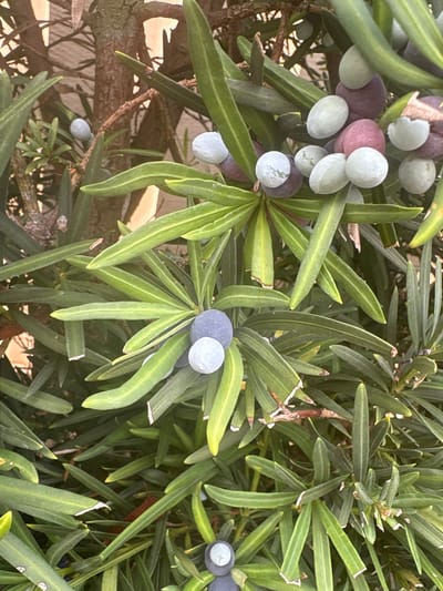The image shows a close-up view of a Yew tree, likely a Podocarpus species, with its characteristic green, needle-like foliage. Several berries are visible, in various stages of ripeness. Some are a pale, translucent green, while others have developed a deeper purple-blue hue, indicating they are mature. The berries are round and fleshy, clustered on short stems. The background is a soft blur of green foliage and hints of brown branches, suggesting the dense growth of the plant. Sunlight filters through the leaves, creating dappled light and shadows, and highlighting the textures of the leaves and berries. The scene is static, focusing on the natural beauty of the plant's fruit and foliage. The setting appears to be outdoors, in a location with a temperate climate, fitting for Delray Beach, Florida, United States of America, where such ornamental shrubs are common. No people or text are visible in the image. The overall impression is one of natural growth and the subtle transition of ripening fruit.
