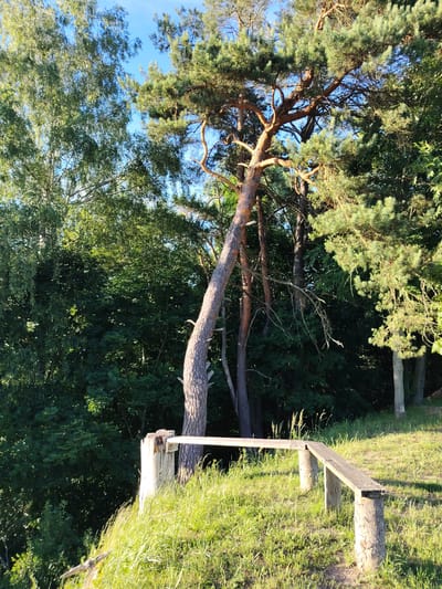 A picturesque view of a park-like setting with a focus on a simple wooden bench constructed from logs and planks. The bench is positioned on a grassy knoll, overlooking a lush green forest. Tall pine trees with their characteristic needles dominate the scene, with some of them leaning due to natural growth patterns. In the background, a dense forest of deciduous trees can be seen, creating a rich tapestry of green foliage under a clear blue sky. The sunlight appears to be warm and casting soft shadows, suggesting it is either early morning or late afternoon. The overall atmosphere is serene and natural, evoking a sense of tranquility and peace. The setting appears to be a natural park or a scenic overlook, possibly a recreational area within a rural landscape. The location context provided is Мётчанскі сельскі Савет, Belarus. There is no visible text in the image.