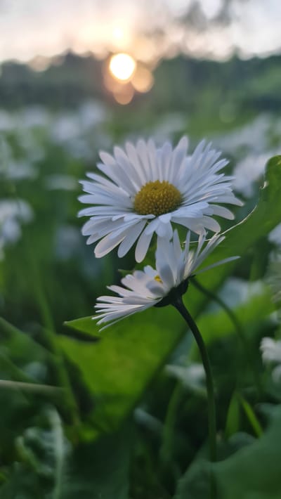 In an outdoor scene, two daisies are in focus, with a blurred background of more daisies and greenery. The larger daisy is in the upper center of the frame, facing slightly left. Its white petals surround a bright yellow center. Below it and to the right, a smaller daisy is in focus, tilted forward and facing left. Its white petals are also visible, with a hint of a yellow center. The environment suggests a field or garden setting. In the upper background, the sun is setting, casting a warm glow with soft bokeh effects. The location is Kivyliai, Lithuania, which is a small village.