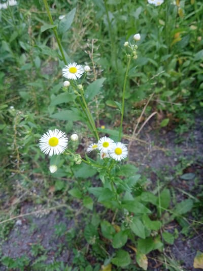 The image shows a close-up view of a cluster of small daisy-like flowers with yellow centers, surrounded by green foliage and some dry grass. The flowers have numerous white petals. Several flower buds are also visible, some closed and others partially open. The background consists of more green vegetation and patches of dark soil, suggesting an outdoor environment. The scene appears to be a natural setting, possibly a field or garden. There are no people or animals present. The lighting suggests it is daytime. The image was taken in Vlasivka, Ukraine.