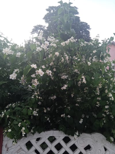 A jasmine bush in full bloom, with white flowers and dark green leaves, is set against a pale sky and the silhouette of a large tree. A portion of a pink building is visible on the right. In the foreground, a white decorative fence with a lattice pattern is partially visible. The image was taken in Panino, Russia.