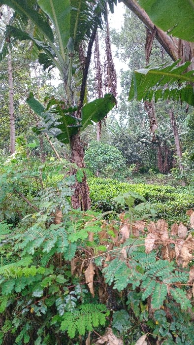 This image depicts a lush, verdant agricultural and forested landscape within Gesima ward, Kenya. The foreground is densely packed with various green foliage, including shrubs with small pinnate leaves and some scattered dried brown leaves. In the midground, a cultivated field of short, green tea bushes extends horizontally across the frame on a gentle slope, behind which a thick-trunked tree with rough, dark bark is visible. The background consists of a dense canopy of trees, including a banana plant with large, broad green leaves on the left, and numerous other tall trees. Several elongated, dried plant structures hang vertically from trees in the upper right. The sky is partially visible through breaks in the overhead foliage, appearing bright. No human figures, animals, or specific actions are discernible.