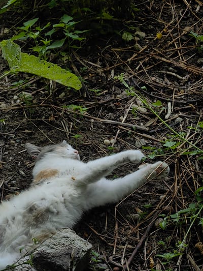 A calico cat is lying on its back on the ground, its paws in the air, in an outdoor setting. The ground is covered with dirt, dried leaves, twigs, and some green vegetation. The cat's fur is white with patches of orange and gray. Its eyes are closed, and its mouth is slightly open. The background is blurred, suggesting a focus on the cat. The overall impression is of a relaxed or playful cat in a natural environment.