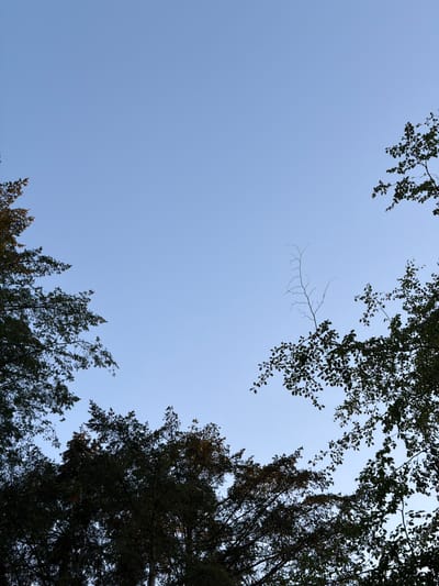 The image is an outdoor shot looking up at a clear, pale blue sky, framed by the branches and foliage of trees. The perspective suggests the viewer is lying down or standing directly beneath the trees. The upper portion of the image is dominated by the sky, with tree branches and leaves encroaching from the top and right edges. These branches appear to be from deciduous trees, with small, dark green leaves. In the lower right quadrant, there is a dense cluster of evergreen trees, their dark green needles creating a stark contrast against the sky.
The lighting suggests it is daytime, likely late afternoon or early morning, given the soft, diffused light and the absence of harsh shadows. The sky is uniformly pale blue, indicating clear or partly cloudy weather. There are no discernible people or man-made objects, focusing the scene entirely on the natural elements of the sky and trees. The mood conveyed is one of tranquility and natural observation, a peaceful moment of looking up through the canopy.
The location is Heijen, Netherlands, which places the scene within a temperate climate known for its forests and woodlands. The combination of deciduous and evergreen trees is consistent with the flora found in the Netherlands. No text is visible in the image.