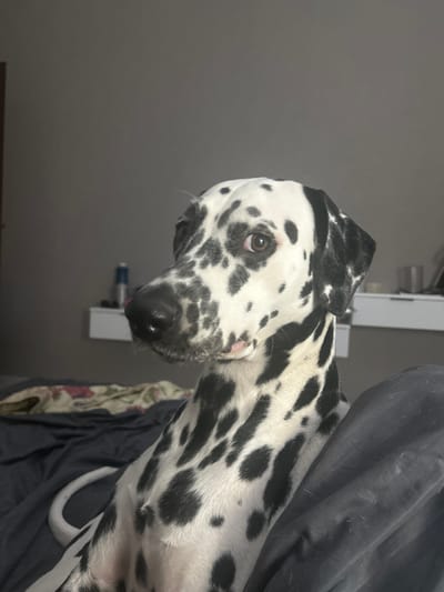 A Dalmatian dog is resting on a bed in a room. The dog's head is in profile, looking to the left, with its eyes open. The dog's coat is white with black spots. The bed is covered with dark blue sheets and a floral patterned blanket. In the background, there is a grey wall with a white shelf on which two bottles are placed. The lighting suggests it is indoors, possibly in a bedroom. The location is specified as Nevzorovo, Russia, but this is not visually evident from the image.