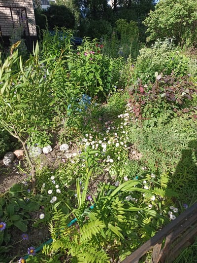 This image depicts a sun-drenched garden area within a residential setting in Sertolovo, Russia. The garden is densely planted with a variety of lush green foliage, including shrubs with deep red leaves, tall, leafy plants, and smaller clusters of white daisies with yellow centers. Several purple aster-like flowers are visible, along with some scattered violets. The ground is covered in dark soil and small stones, suggesting it is a well-maintained, albeit somewhat wild, garden. A dark metal fence or railing runs along the lower right edge of the frame, casting a shadow on the plants. In the background, parts of a brick building and trees are visible, indicating an urban or suburban environment. The overall impression is one of a thriving, green, and peaceful outdoor space.