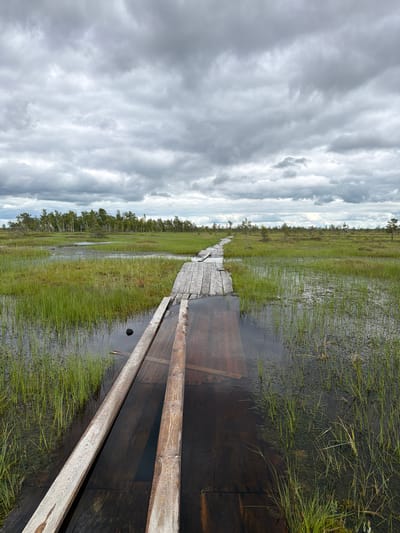 An elevated wooden boardwalk winds through a boggy landscape under a cloudy sky. The boardwalk is partially submerged in dark, still water, with green reeds and marsh grasses growing around it. In the distance, a line of trees marks the horizon. The scene is serene and appears to be in a natural, undeveloped area.