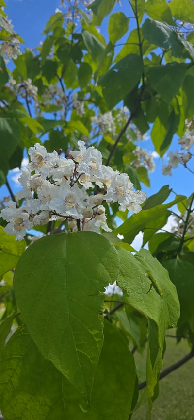 The image shows a close-up view of a Catalpa tree in bloom, with its white, trumpet-shaped flowers and large green leaves prominently featured. The flowers have delicate purple markings and yellow throats. The branches are dark brown, and the leaves are heart-shaped with visible veins. The background consists of a bright blue sky with some wispy white clouds. The overall scene is one of natural beauty, suggesting a pleasant day with good weather, likely late spring or early summer when Catalpa trees typically flower. The perspective is from below, looking up into the tree canopy. The image was taken in Bryansk, Russia. No people, text, or specific events are visible. The focus is on the flora, highlighting the intricate details of the flowers and leaves against the backdrop of the sky.