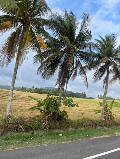 The image shows a tropical landscape in Selemadeg Barat, Indonesia, with three prominent palm trees in the foreground. The palm trees, with their fronds reaching towards a partly cloudy sky, frame a view of a golden rice paddy field. The rice field exhibits the characteristic terraced structure, indicating it is likely a cultivated agricultural area. In the background, a dense line of palm trees and other vegetation stretches across the horizon, with hills or mountains visible further in the distance. The foreground also features a grassy area and a paved road with a white line marking. There are no people or animals visible in the image, and the overall scene depicts a serene rural environment.