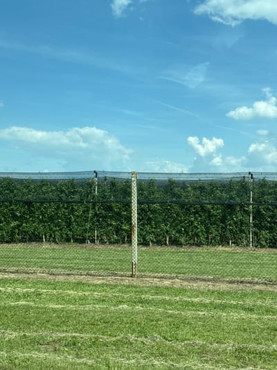 The image shows a rural scene, possibly an orchard, with a bright blue sky dotted with puffy white clouds in the background. In the foreground is a field, with the texture suggesting mown grass or hay. The right side of the field is brown with rows.
A protective netting or screen, supported by metal posts, separates the field from a dense row of trees or bushes on the left. The netting appears to be a dark color, possibly black, to prevent damage to the crops. The location is possibly somewhere in the city of Ruma Municipality, Serbia.
