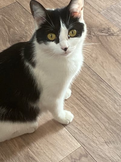 A black and white cat is sitting on a wooden floor. The cat has bright yellow eyes and is looking directly at the camera. The floor has a wood grain pattern. The image was taken in the city of Nadezhdino, Russia.