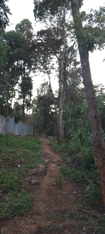 A dirt path meanders through a lush, green forest. Tall trees line the path, their canopies creating a dense overhead cover. A corrugated metal fence runs parallel to the path on the left, adding an industrial touch to the natural setting. Vegetation thrives along the path, obscuring the ground in places. The scene evokes a sense of tranquility and immersion in nature.